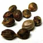 Семена марихуаны АК-47  (Seeds AK-47) в Новой Усмани